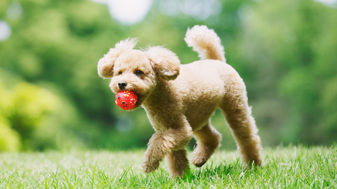 How Often Should I Groom My Pet?